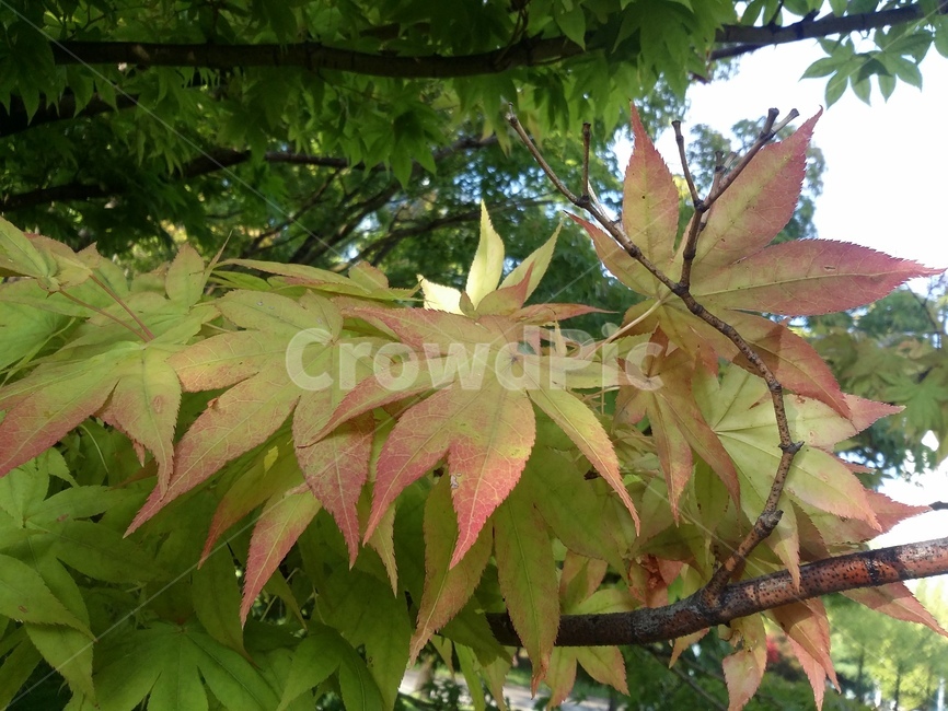 leaf,잎,plant,식물,tree,나무,단풍,식물,자연,plants,nature