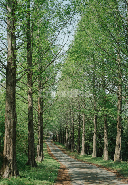 메타세쿼이아,숲길,숲,자연,풍경,자연,풍경,nature,landscape,plant,식물,tree,나무