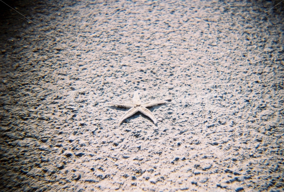불가사리,바다,시멘트,바닷가,필름사진,감성사진,필름카메라,해변,바다,beach,sea,감성,sensible,feeling