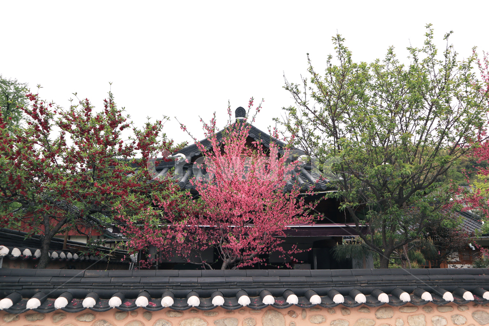 나무,봄,전통,봄꽃,한옥,한옥마을,벚꽃,전주,감성사진,따뜻함,계절,한국,한국문화,식물,spring,season,korean