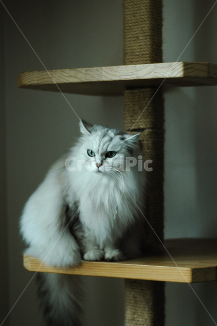 cat,고양이,pet,애완동물,animal,동물,mammal,포유류,캣타워,페르시안친칠라,녹색눈