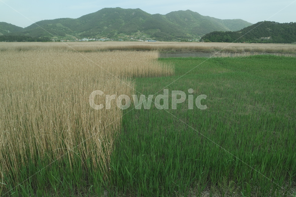 grass,plant,들,식물,야외,풀