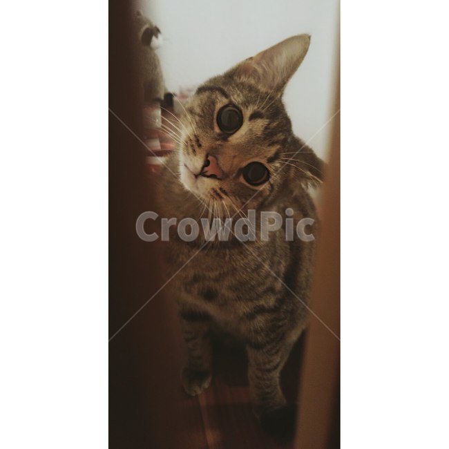 cat,고양이,pet,애완동물,animal,동물