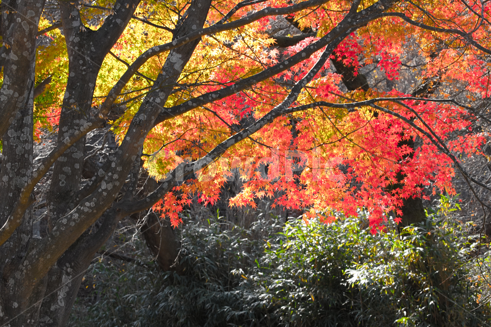 가을,산,숲속,단풍,낙엽,계절,감성,나무,식물,자연,가을,계절,fall,autumn,season,자연,풍경,nature,landscape,식물,plants,나무,trees,wood,leaf,잎,plant,tree