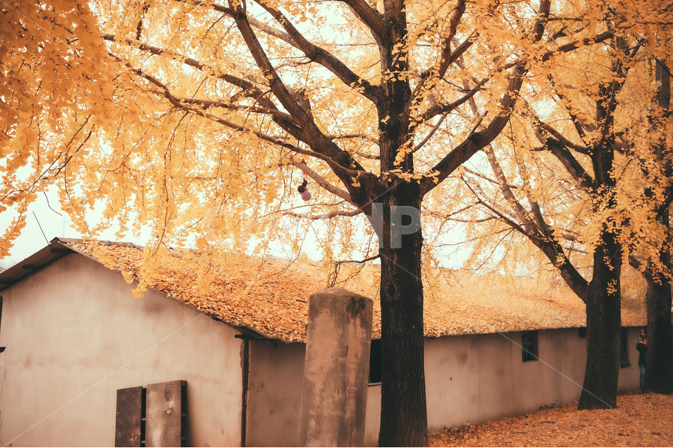 tree,나무,풍경,가을,은행나무,단풍,plant,식물,nature,자연,가을,계절,fall,autumn,season,감성,sensible,feeling
