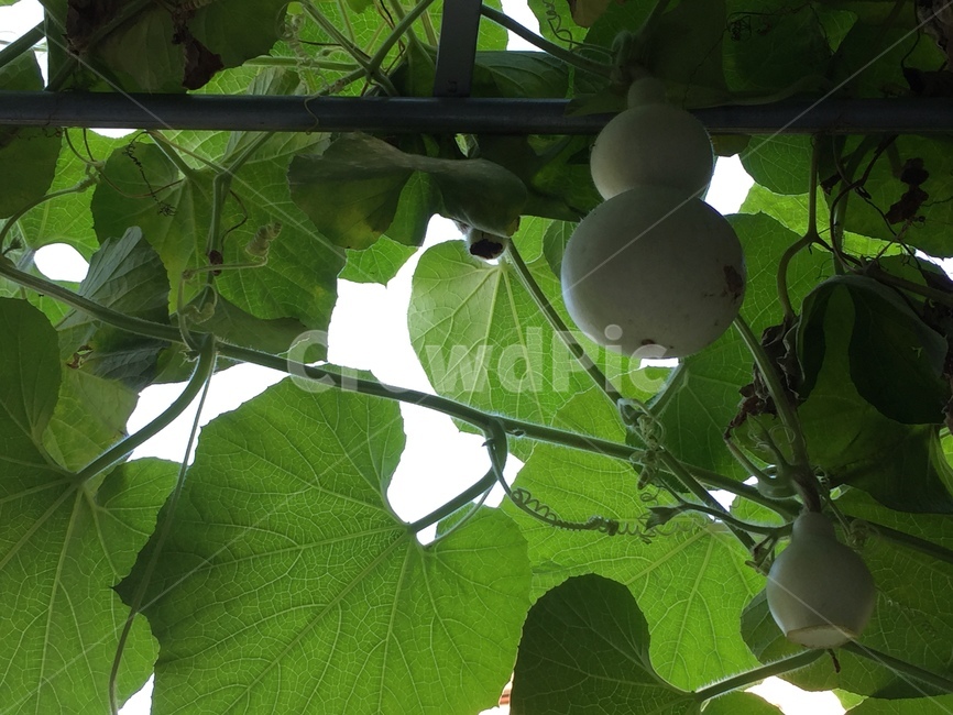조롱박,plant,식물,초록,fruit,과일,열매,fruit