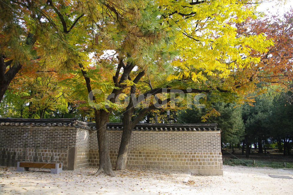 가을,단풍,나무,식물,plant,자연,nature,덕수궁,고궁,담장,가을,계절,fall,autumn,season,한국전통,한국문화,korean traditional,korean culture,건축물,건물외관,exterior,building,structure,architecture,construction,tree,tree trunk,나무 줄기