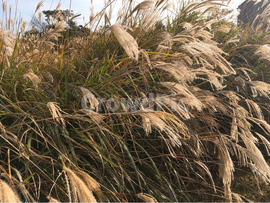 가을,바람,억새,식물,갈대,가을,계절,fall,autumn,season,식물,자연,plants,nature,grass,잔디,plant,lawn,reed