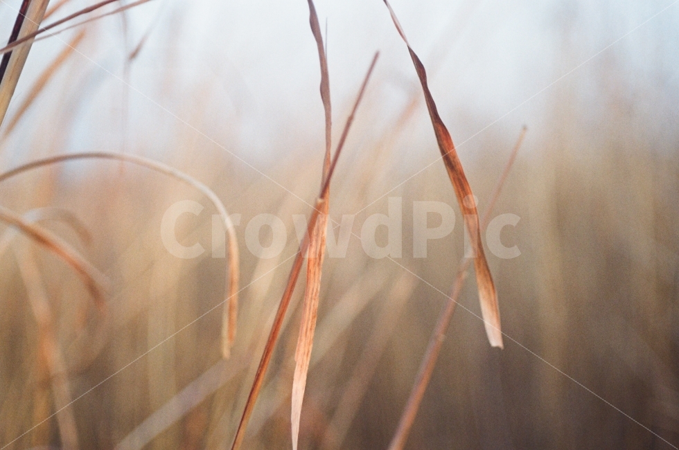 감성,가을,고요함,필름,필카,가을,계절,fall,autumn,season,식물,자연,plants,nature,감성,sensible,feeling,plant,grass,잔디,lawn,reed,갈대