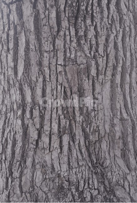 나무,wood,wooden,나뭇결,무늬,원목,결,나무결,grain,인쇄,데코,모양,선,deco,pattern,design,장식,색,나무,trees,wood