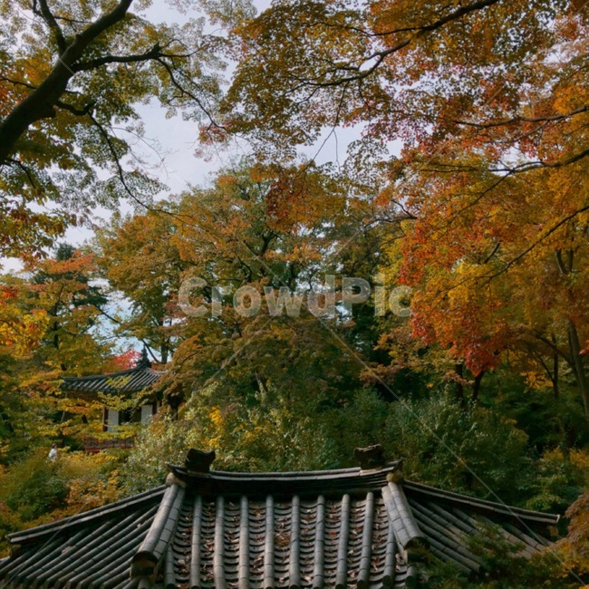 changdeokgungpalace,창덕궁,창덕궁후원,한국관광지,유명관광지,한국궁궐,풍경,경치,낙엽,가을,계절,fall,autumn,season