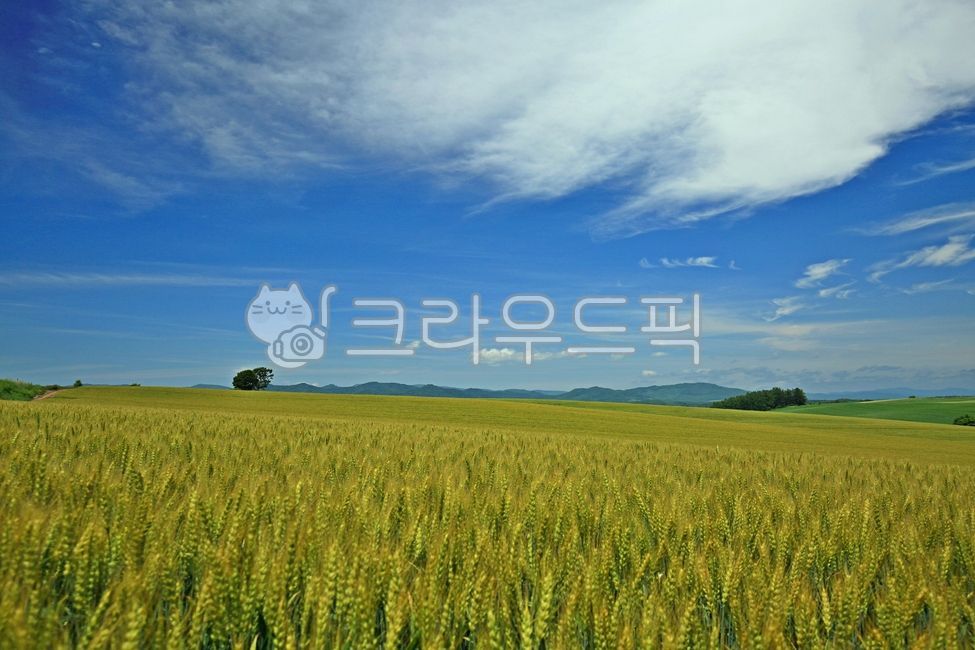 nature, 자연, field, 들판, farm, 사진,이미지,일러스트,캘리그라피 - SAFETY MAN작가