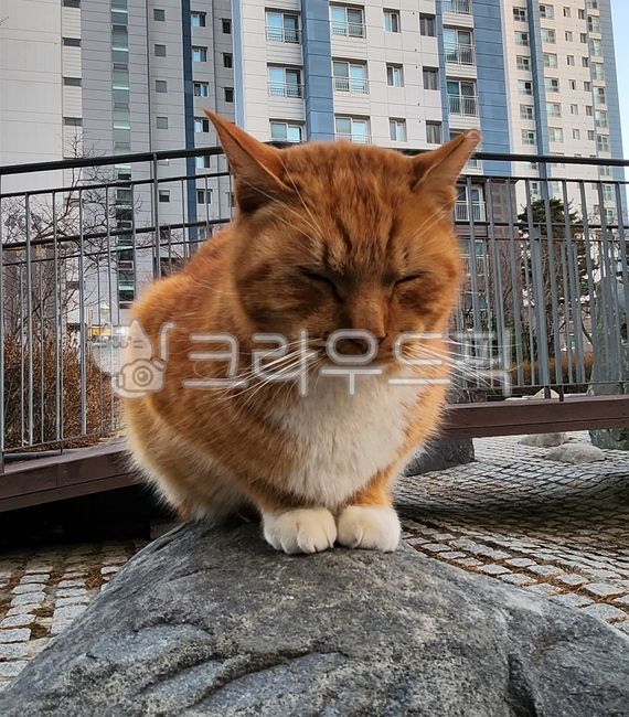 고양이,길냥이,낮잠,길고양이,길,편안함,얌전,코