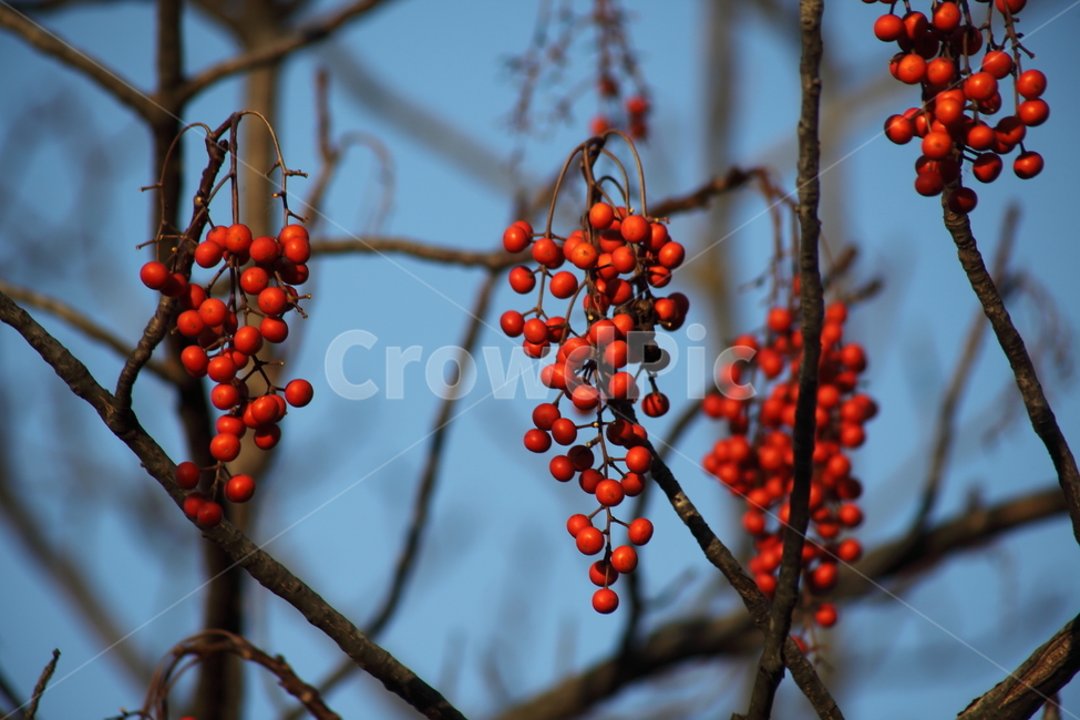열매,종자,번식,식물,seed,plant