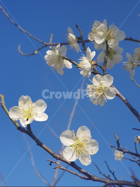 plant,식물,꽃,flower,white,spring,봄,흰꽃