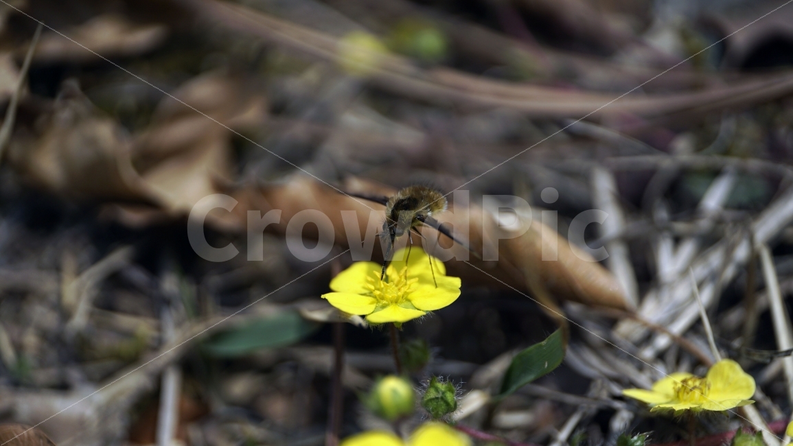 봄,꽃,플라워,spring,flower,봄꽃,식물,자연,이파리,풀,산,산속,산길,산책,산보,4월,화단,꽃밭,nature,april,환경,꽃잎,노란꽃,노랑꽃,애기똥풀,벌,꿀벌,일벌,말벌,곤충,bee,insect,벌레,꽃봉오리,동물,animal,식물,자연,plants,nature,동물,animal,곤충,벌레,insect,bug,꽃,flower