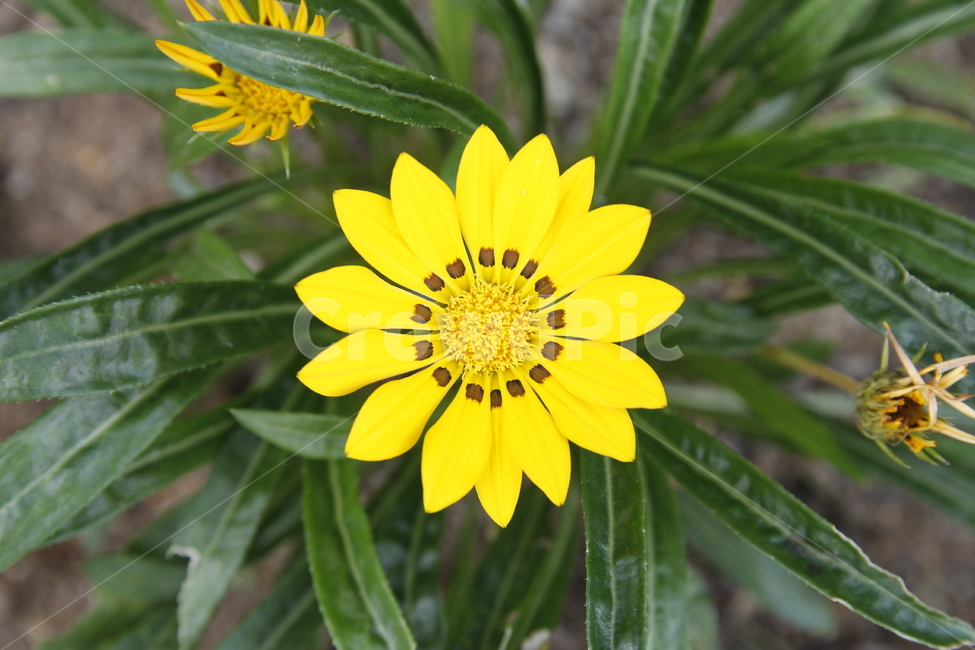 꽃,노란꼿,식물,풀,꽃잎,따뜻한,포근한,식물,자연,plants,nature,꽃,flower