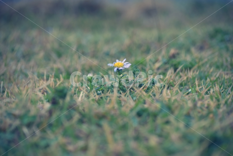 plant,blossom,daisies,식물,꽃,flower,데이지,daisy,식물,자연,plants,nature,꽃,flower