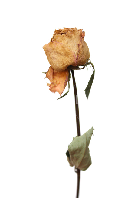 꽃,장미,로즈,장미꽃,플라워,드라이,드라이플라워,말린,말려놓은,마른,노란색,노랑,옐로우,잎사귀,잎,나뭇잎,말린잎,말린장미,식물,자연,flower,dry,dried,dryflower,yellow,green,leaf,rose,dryrose,plant,nature,식물,자연,plants,nature,꽃,flower,누끼,remove background