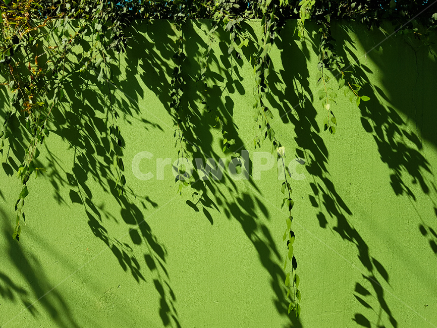 벽,식물,햇살,햇빛,plant