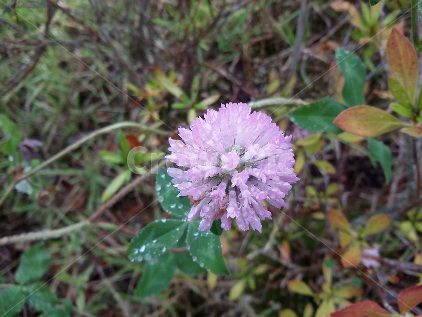 식물,plant,꽃,자연,잎,식물,자연,plants,nature