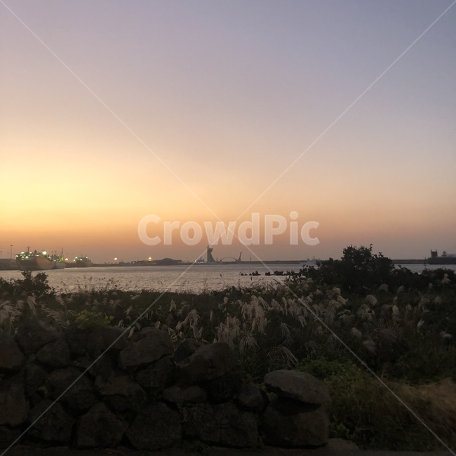 바다,갈대,억새,제주도,plant,식물,자연,plants,nature