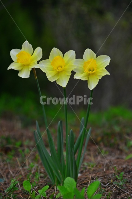 plant,식물,flower,blossom,꽃,수선화,나팔수선화,봄꽃,봄,계절
