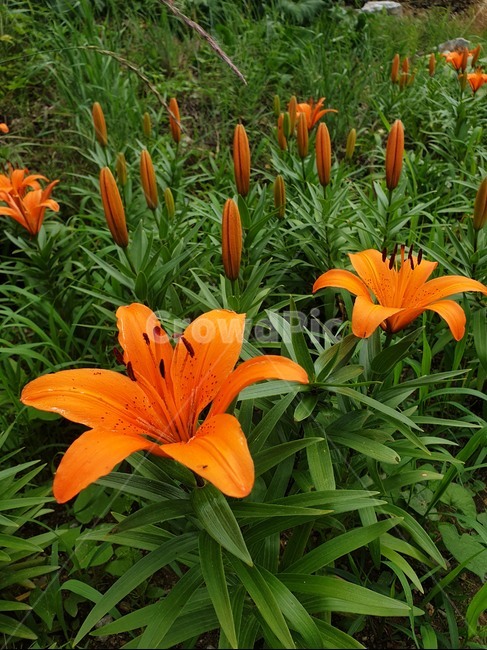 백합,식물,꽃,flower,lily,들꽃,주황색,녹색,blossom,선명한,색깔,식물,자연,plants,nature,꽃,flower