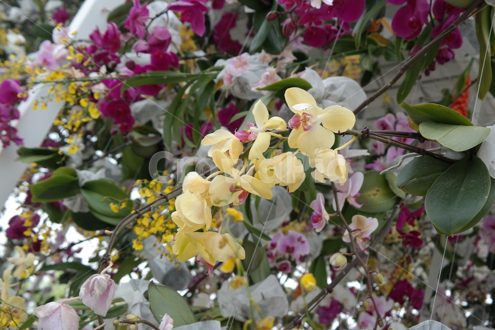 꽃,꽃박람회,노란꽃,난꽃,들꽃,분홍꽃,식물,자연,plants,nature,꽃,flower