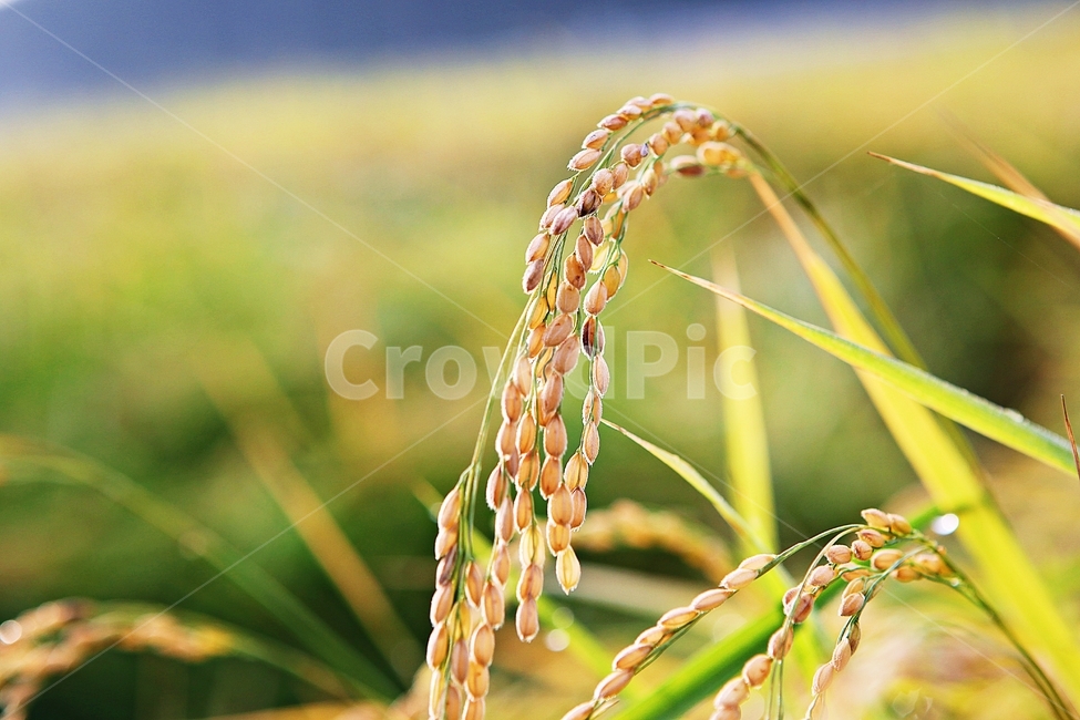 벼,이삭,벼이삭,쌀,곡식,식물,곡류,먹거리,가을,추수,산업,industry,industrial,농업,농사,agriculture,farming,farming industry