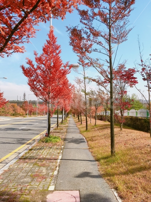 가을,사진,감성사진,길,단풍,나무,자연,빨강,red,fall,autumn,photo,photography,tree,mayple,natural,korea,road,street,가을,계절,fall,autumn,season,plant,식물,leaf,잎,maple