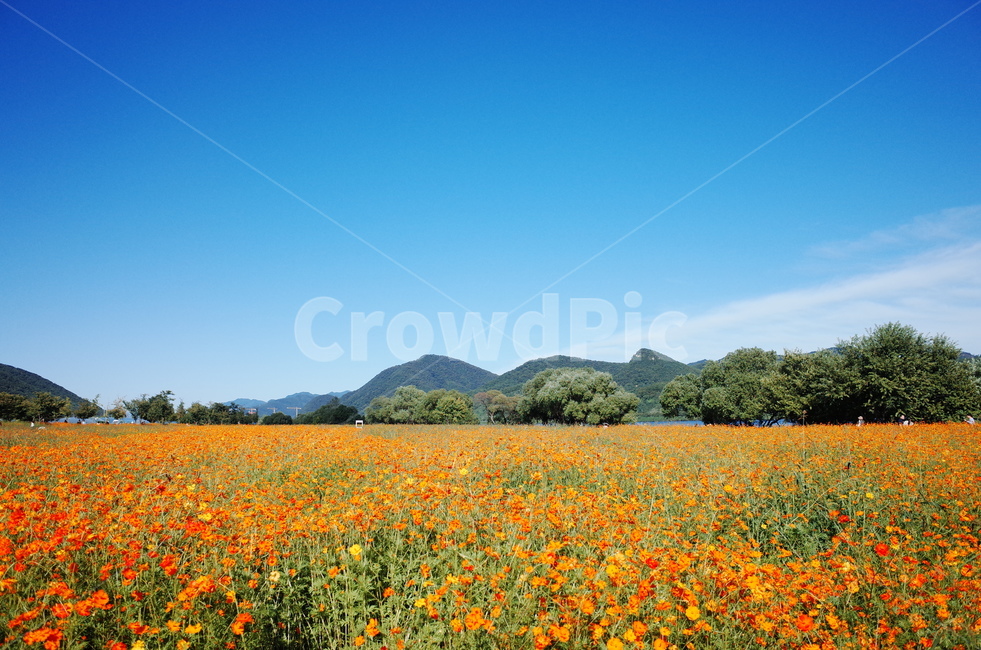 자연,풍경,하늘,공원,절경,야외,가을,계절,fall,autumn,season,자연,풍경,nature,landscape,field,들,outdoors,옥외,grassland,목초지