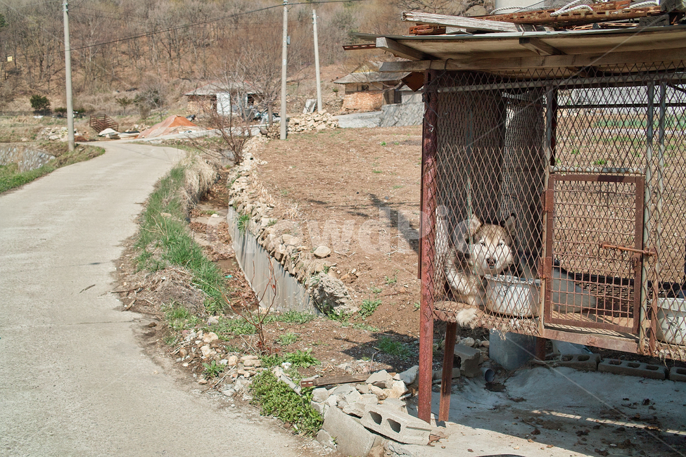견사,철장,개,강아지,갇힌,애완,동물,animal,dog,사육,시골,country,강화,강화도,시골,마을,풍경,landscape,country,rural,town,동물,animal,포유류,mammal,개,강아지,dog,doggy