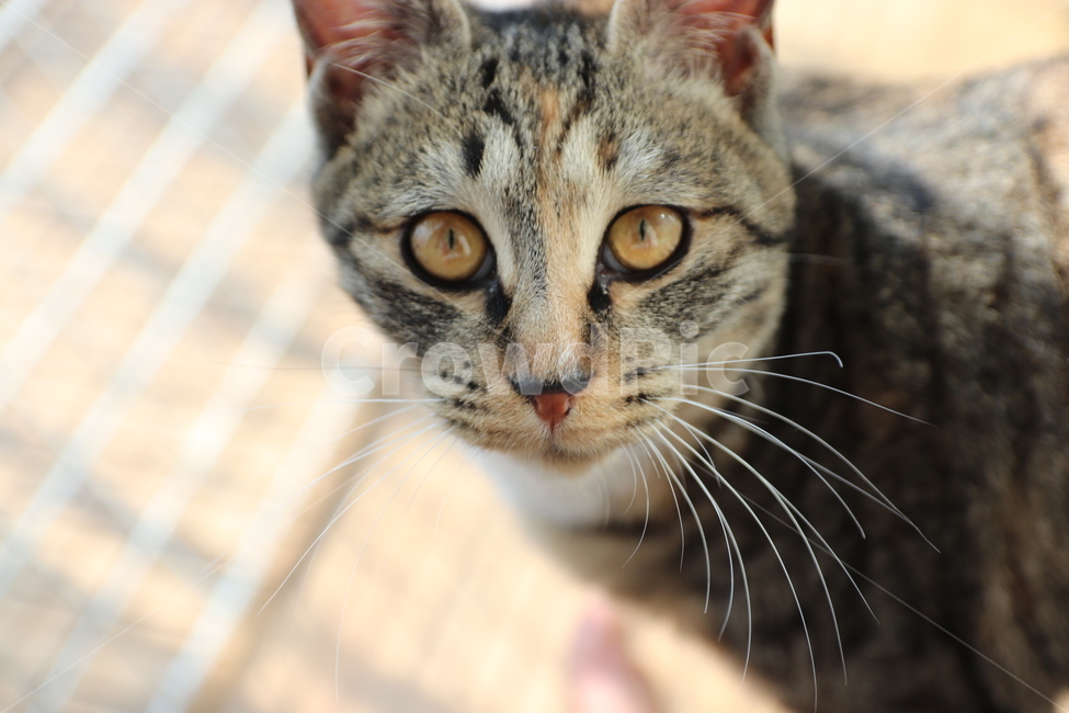 cat face,cat pattern,cat,cat eyes,cat expression,cat head