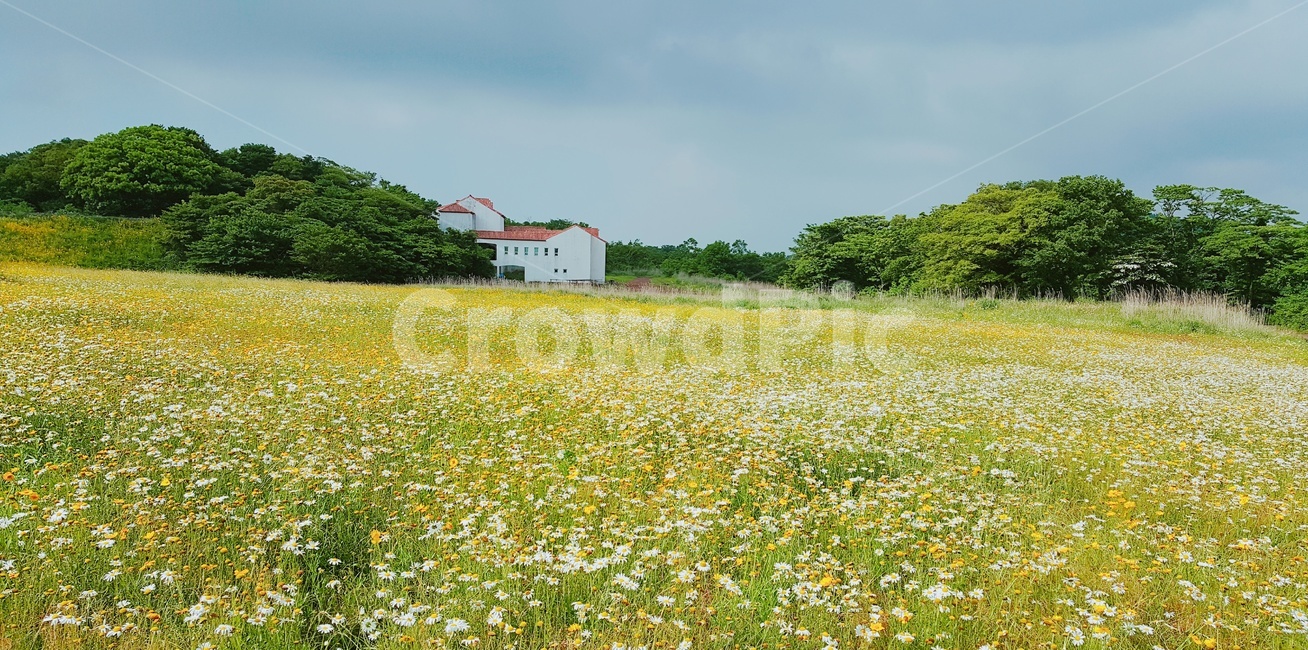 봄,꽃,자연,식물,feeling,spring,nature,풍경,flower,season,감성,sensible,plants,계절,집,하늘
