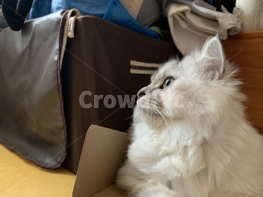 고양이,동물,포유류,집고양이,회색고양이,animal,cat,pet,반려동물,반려묘