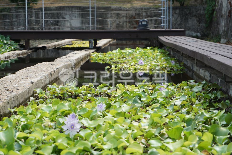 수중식물,수경식물,수경재배,수생식물,수련,연잎,다리,자연,자연환경,정원,garden,재배,화단,식물,nature,plant,옥외,outdoors,물,water,선유도공원