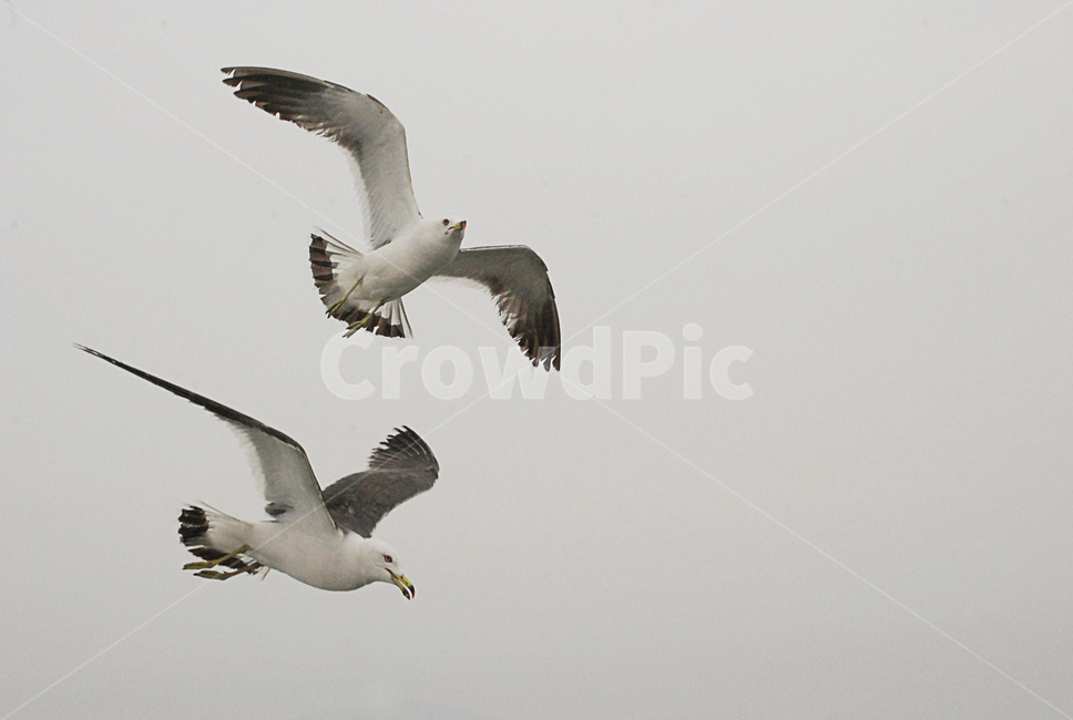 갈매기,커플,동물,seagull,bird,부산,한쌍,날개,하늘,sky,흐림,gray,새,동물,animal,조류,새,birds