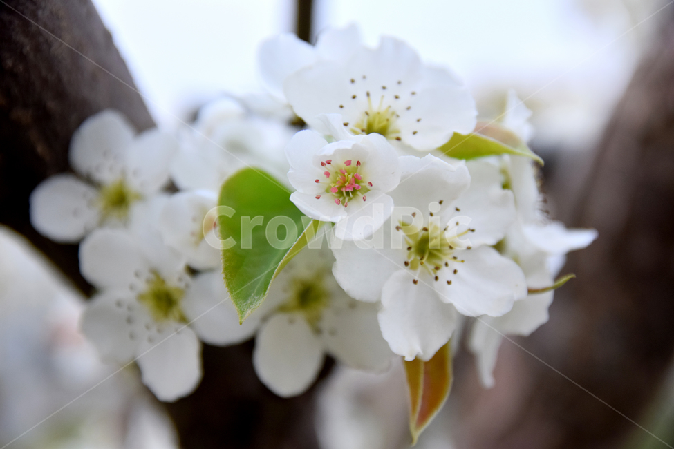 배,배꽃,흰꽃,배나무,하얀꽃,pear,peartree,pearflower,flower