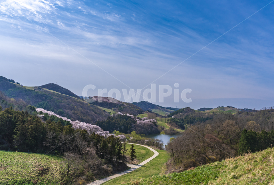 서산,용비,용비저수지,벚꽃,서산용유지