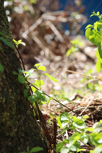 plant,식물,나무,잎,빛,그림자,식물,자연,plants,nature