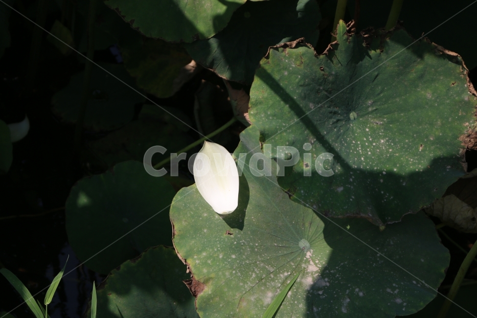꽃잎,연꽃,플라워,식물,자연,식물,자연,plants,nature,꽃,flower