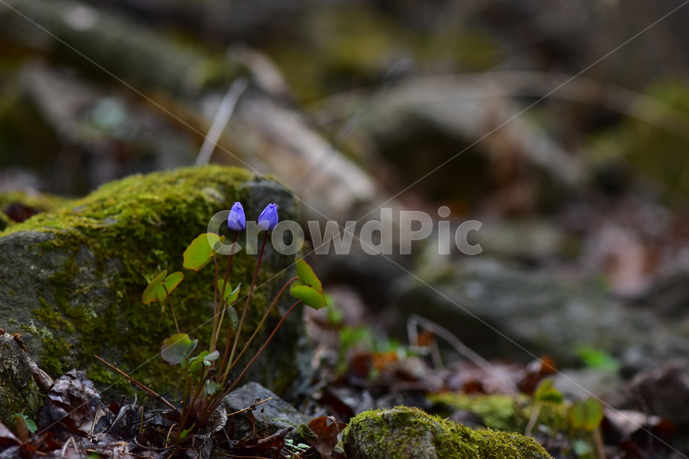 깽깽이풀,야생화,봄,꽃,풀꽃,자연,식물,식생,plants,nature,spring,season,flower