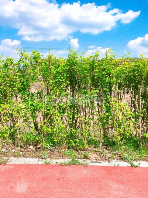 구름,하늘,한국,증평,여행,친구,길,나뭇잎,일상사진,자연,풍경,nature,landscape