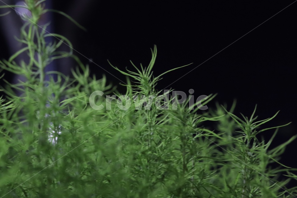 식물,풀,밤,밤하늘,초록색,뽀족함,검정하늘,식물,자연,plants,nature