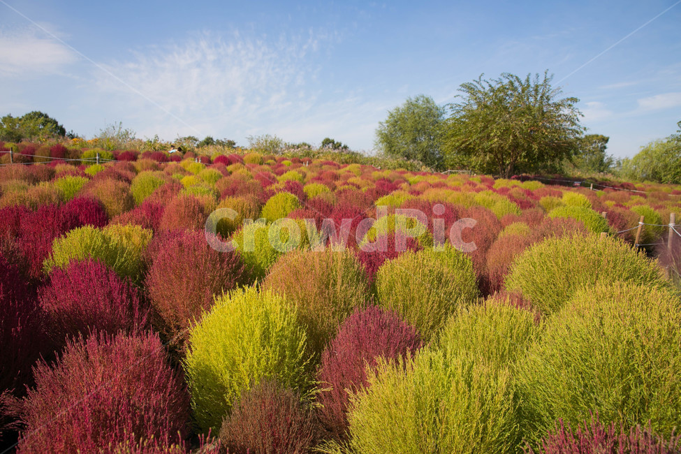 공원,하늘공원,식물,알록달록,댑싸리,자연,풍경,nature,landscape,한국자연풍경,한국자연경관,korea nature landscape,bush,부시,vegetation,초목,plant