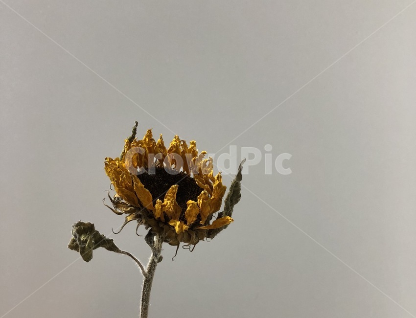 해바라기,꽃,암울,dry,배경,꽃,flower