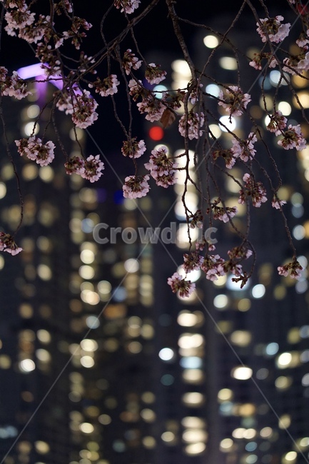 벚꽃,봄,야경,blossom,flower,꽃,배경화면,식물
