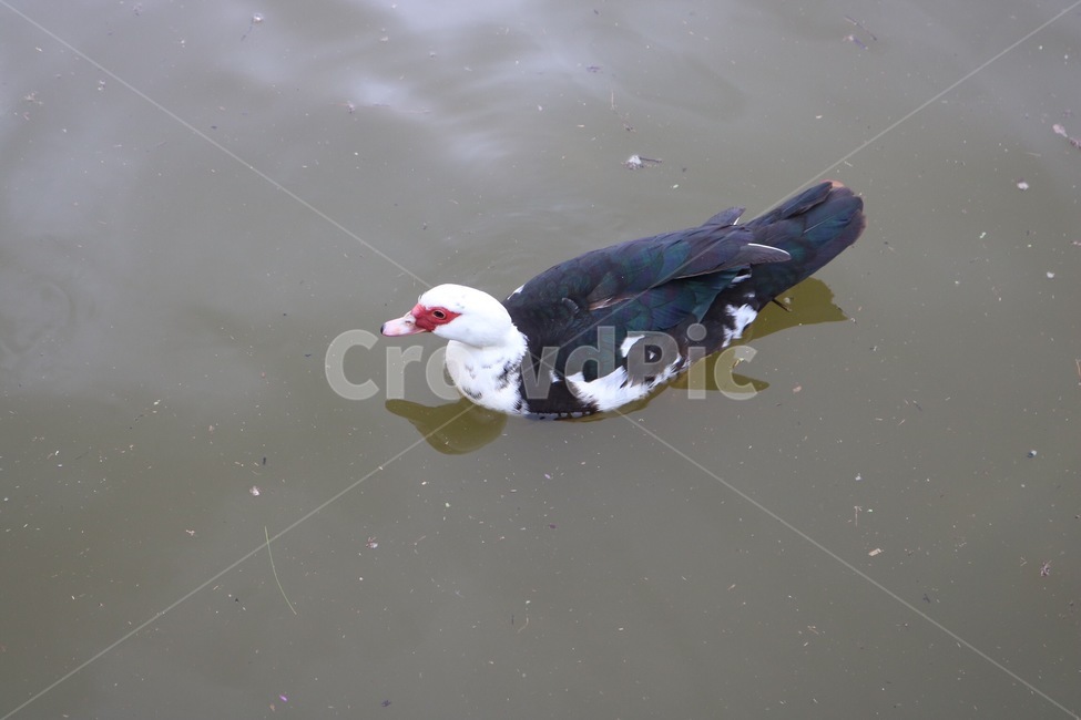 오리,동물,물,수영,자연,duck,animal,water,swimming,nature,ahiru,doubutsu,mizu,suiei,동물,animal,조류,새,birds