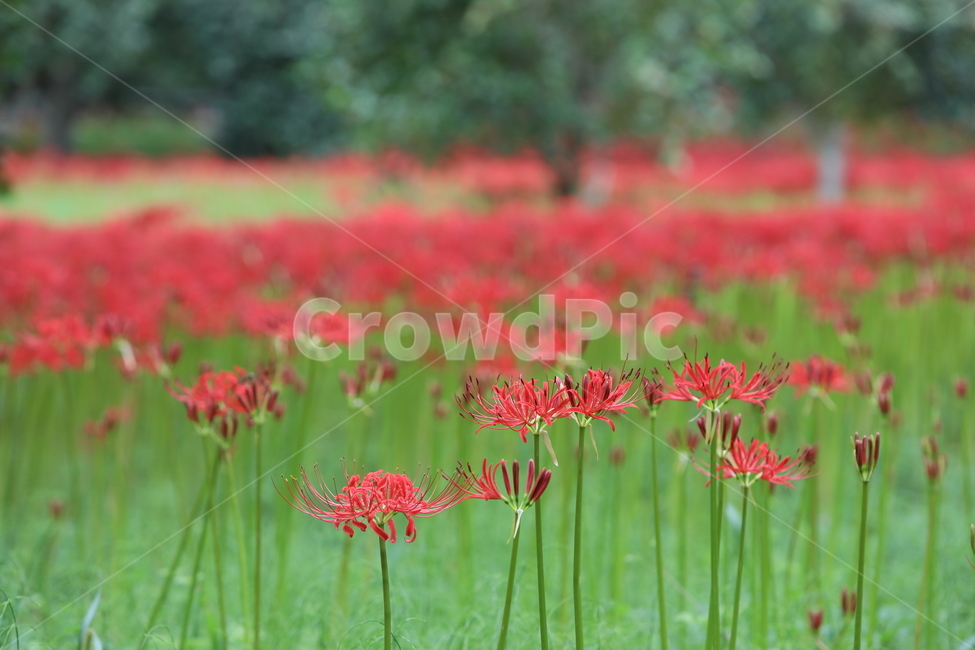 꽃무릇,꽃,식물,자연,석산,식물,자연,plants,nature,꽃,flower